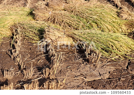 Rice placed in a rice field during harvesting 2 109560433