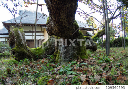 岩手縣國家指定天然紀念物松元院深秋的倒橡葉 109560593