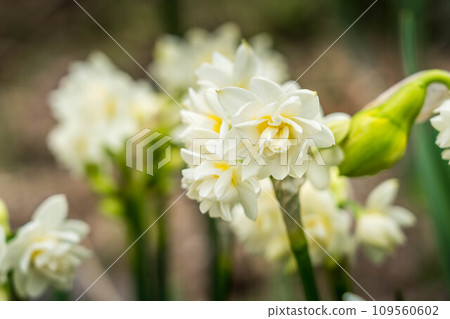 早春的白水仙花 109560602