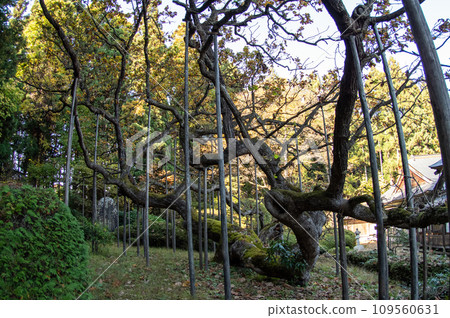 岩手縣國家指定天然紀念物松元院深秋的倒橡葉 109560631