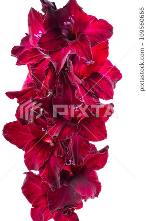 gladiolus flowers isolated gladiolus flowers isolated 109560666