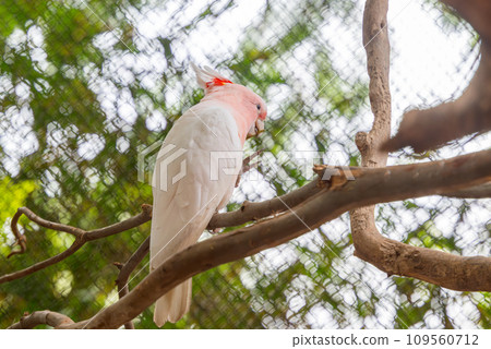 beautiful white parrot beautiful white parrot 109560712