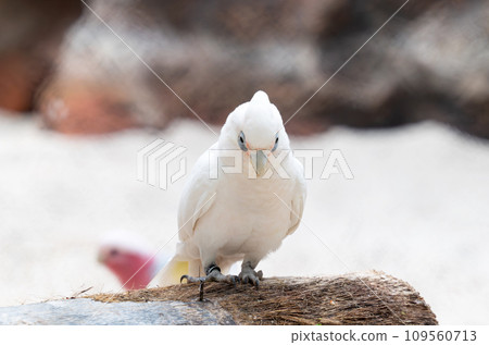 beautiful white parrot beautiful white parrot 109560713