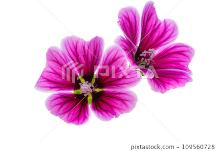 wood mallow isolated 109560728