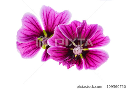 wood mallow isolated 109560730