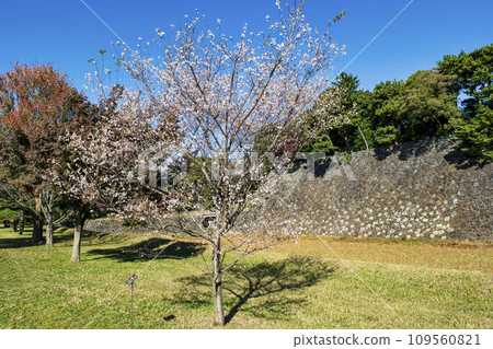 Imperial Palace Inui Street Autumn Four Seasons Cherry Blossoms 109560821