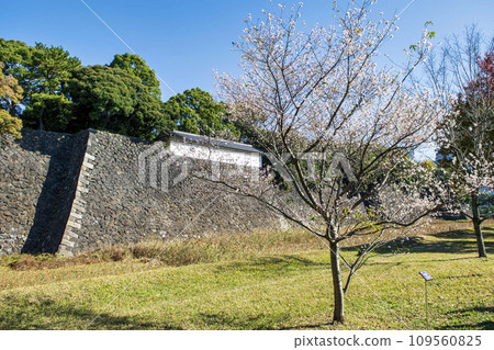 Imperial Palace Inui Street Autumn Four Seasons Cherry Blossoms and Fujimitamon Imperial Palace Inui Street Autumn Four Seasons Cherry Blossoms and Fujimitamon 109560825