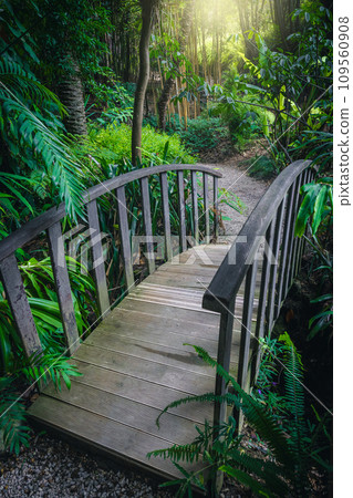 Walkway with wooden bridge over the brook in the forest Walkway with wooden bridge over the brook in the forest 109560908