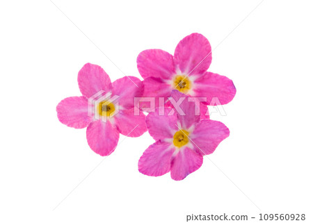 beautiful forget-me-not flowers isolated 109560928
