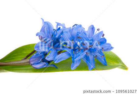 blue scilla isolated blue scilla isolated 109561027