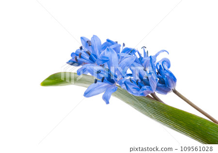 blue scilla isolated 109561028
