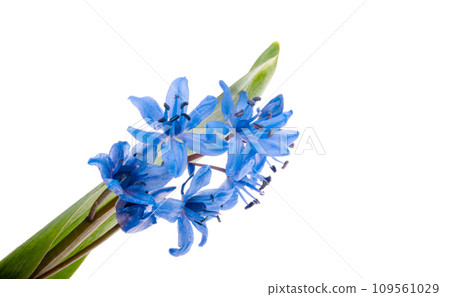 blue scilla isolated 109561029