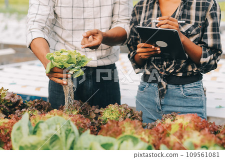 Two Asian farmers inspecting the quality of organic vegetables grown using hydroponics. 109561081