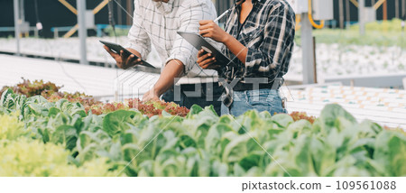 Two Asian farmers inspecting the quality of organic vegetables grown using hydroponics. Two Asian farmers inspecting the quality of organic vegetables grown using hydroponics. 109561088