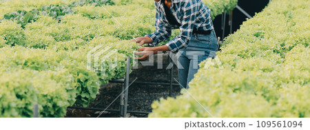 Two Asian farmers inspecting the quality of organic vegetables grown using hydroponics. Two Asian farmers inspecting the quality of organic vegetables grown using hydroponics. 109561094