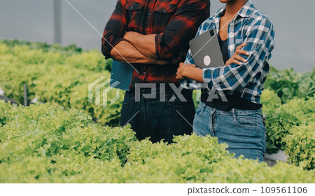 Two Asian farmers inspecting the quality of organic vegetables grown using hydroponics. Two Asian farmers inspecting the quality of organic vegetables grown using hydroponics. 109561106