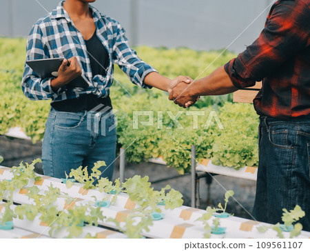 Two Asian farmers inspecting the quality of organic vegetables grown using hydroponics. Two Asian farmers inspecting the quality of organic vegetables grown using hydroponics. 109561107