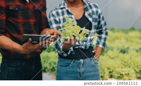 Two Asian farmers inspecting the quality of organic vegetables grown using hydroponics. 109561112