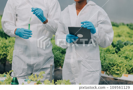 Two Asian farmers inspecting the quality of organic vegetables grown using hydroponics. Two Asian farmers inspecting the quality of organic vegetables grown using hydroponics. 109561129