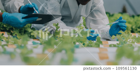 Two Asian farmers inspecting the quality of organic vegetables grown using hydroponics. Two Asian farmers inspecting the quality of organic vegetables grown using hydroponics. 109561130