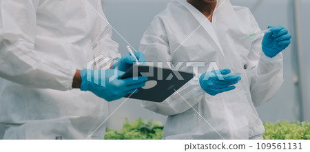 Two Asian farmers inspecting the quality of organic vegetables grown using hydroponics. Two Asian farmers inspecting the quality of organic vegetables grown using hydroponics. 109561131