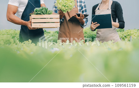 Two Asian farmers inspecting the quality of organic vegetables grown using hydroponics. 109561159