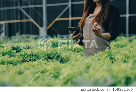Two Asian farmers inspecting the quality of organic vegetables grown using hydroponics. 109561166