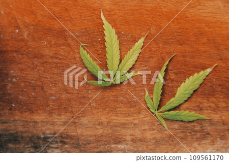 Two Asian farmers inspecting the quality of organic vegetables grown using hydroponics. 109561170