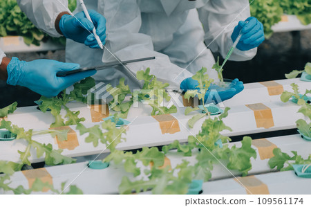 Two Asian farmers inspecting the quality of organic vegetables grown using hydroponics. Two Asian farmers inspecting the quality of organic vegetables grown using hydroponics. 109561174