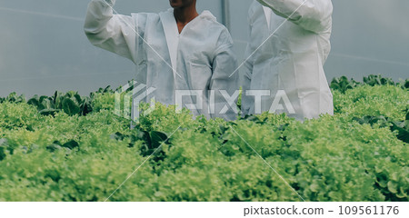 Two Asian farmers inspecting the quality of organic vegetables grown using hydroponics. Two Asian farmers inspecting the quality of organic vegetables grown using hydroponics. 109561176