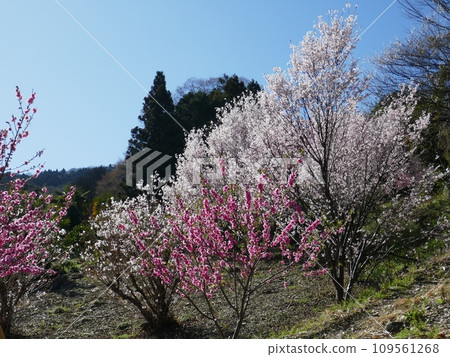 大內澤花桃之裡(埼玉縣東秩父村) 大內澤花桃之裡(埼玉縣東秩父村) 109561268