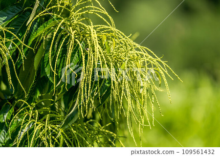 Early summer chestnut tree ~chestnut flowers~ Early summer chestnut tree ~chestnut flowers~ 109561432