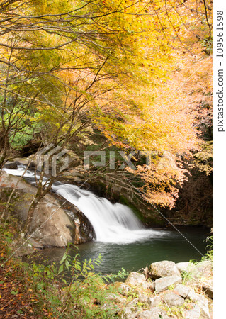 Autumn leaves at Seven Falls in Hoden (Toyota City, Aichi Prefecture) Autumn leaves at Seven Falls in Hoden (Toyota City, Aichi Prefecture) 109561598