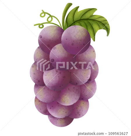 Painting of grapes for worshiping at the Chinese New Year festival 109561627