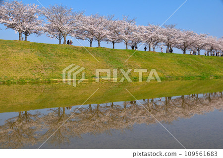 櫻花觀景廊 109561683