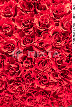 Red rose background material Red rose background material 109561690
