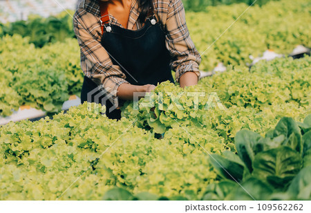 farmer cultivate healthy nutrition organic salad vegetables in hydroponic agribusiness farm.. 109562262
