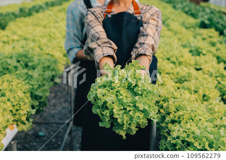farmer cultivate healthy nutrition organic salad vegetables in hydroponic agribusiness farm.. farmer cultivate healthy nutrition organic salad vegetables in hydroponic agribusiness farm.. 109562279