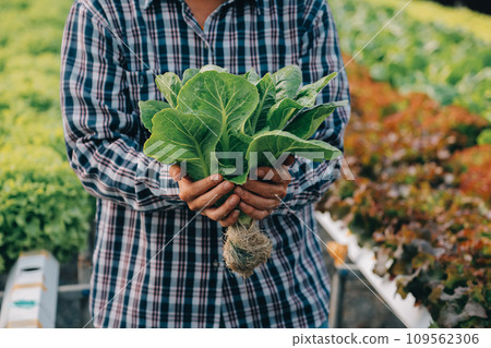 farmer cultivate healthy nutrition organic salad vegetables in hydroponic agribusiness farm.. farmer cultivate healthy nutrition organic salad vegetables in hydroponic agribusiness farm.. 109562306