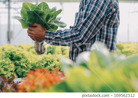 farmer cultivate healthy nutrition organic salad vegetables in hydroponic agribusiness farm.. farmer cultivate healthy nutrition organic salad vegetables in hydroponic agribusiness farm.. 109562312