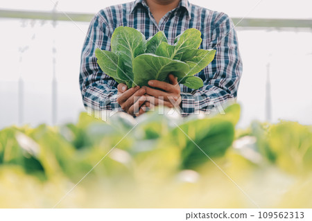 farmer cultivate healthy nutrition organic salad vegetables in hydroponic agribusiness farm.. farmer cultivate healthy nutrition organic salad vegetables in hydroponic agribusiness farm.. 109562313