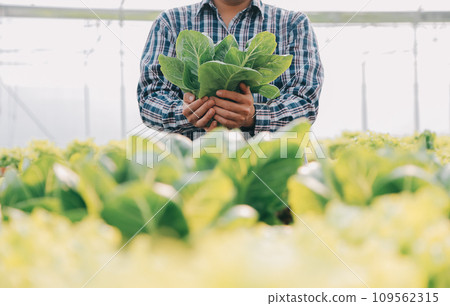 farmer cultivate healthy nutrition organic salad vegetables in hydroponic agribusiness farm.. farmer cultivate healthy nutrition organic salad vegetables in hydroponic agribusiness farm.. 109562315