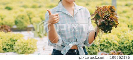 farmer cultivate healthy nutrition organic salad vegetables in hydroponic agribusiness farm.. farmer cultivate healthy nutrition organic salad vegetables in hydroponic agribusiness farm.. 109562326