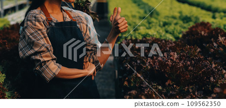 farmer cultivate healthy nutrition organic salad vegetables in hydroponic agribusiness farm.. farmer cultivate healthy nutrition organic salad vegetables in hydroponic agribusiness farm.. 109562350