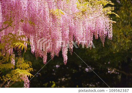 Wisteria Wisteria 109562387