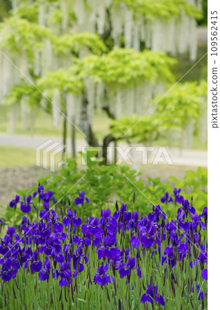 鳶尾花 鳶尾花 109562415