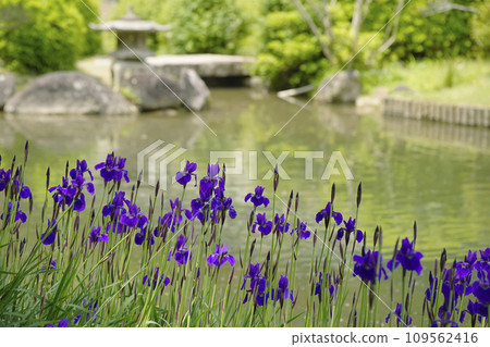鳶尾花 鳶尾花 109562416