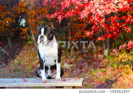 波士頓梗犬 Mighty 坐在美麗的秋葉前的長凳上，可愛地看著你♡ 109562847