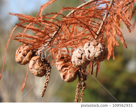 Numasgi (pine pine) fruit Numasgi (pine pine) fruit 109562931