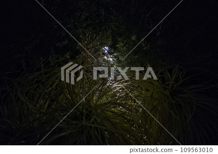 草拱 草拱 109563010